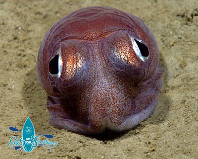 A bobtail squid